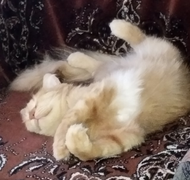 Спящих котеек тред