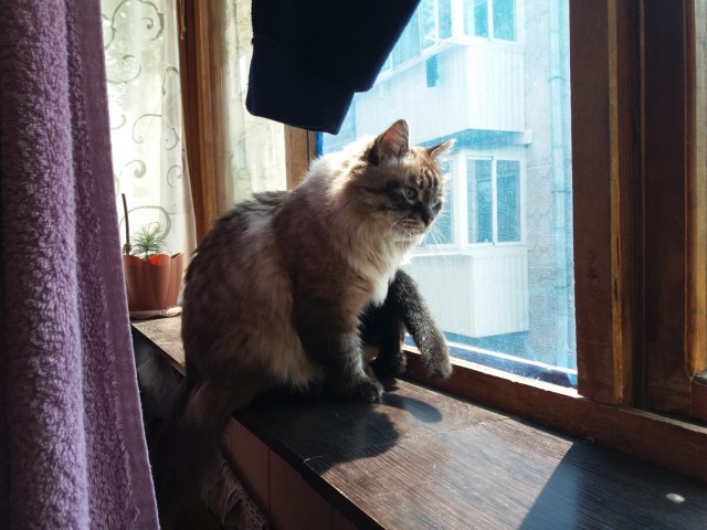Котовторник жеж!!!