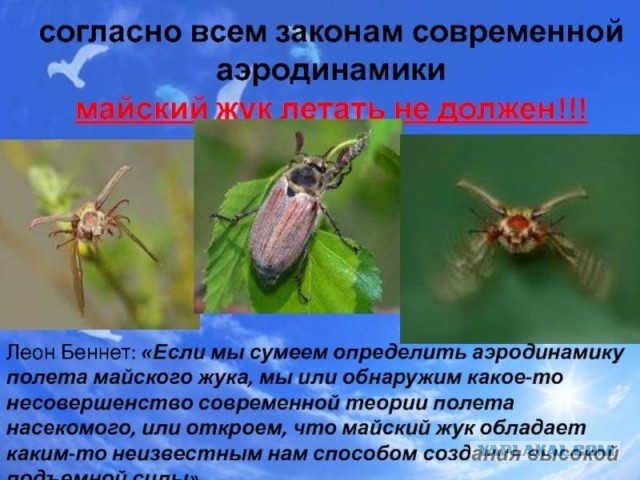 Пушистый шмель...
