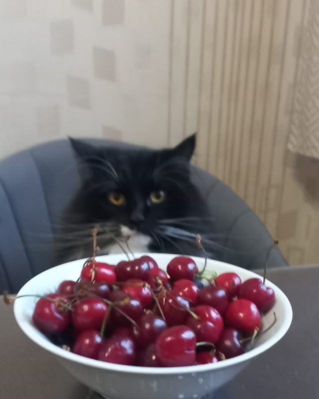 Не успел к котовторнику