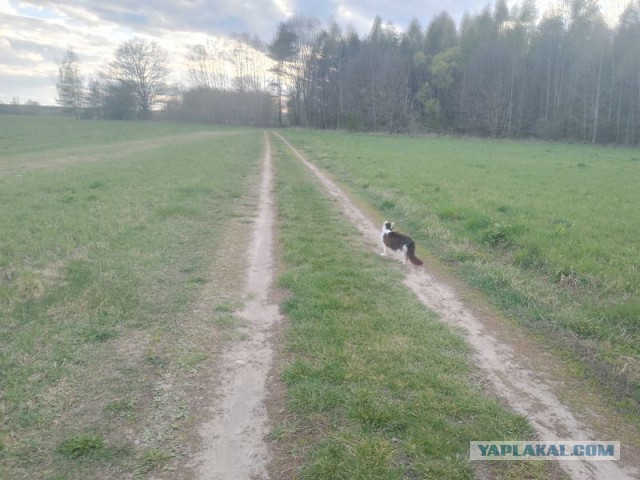 Жизнь домашнего приюта для котеек 577