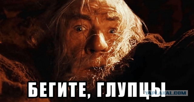 Любопытные щенята заползли в палатку
