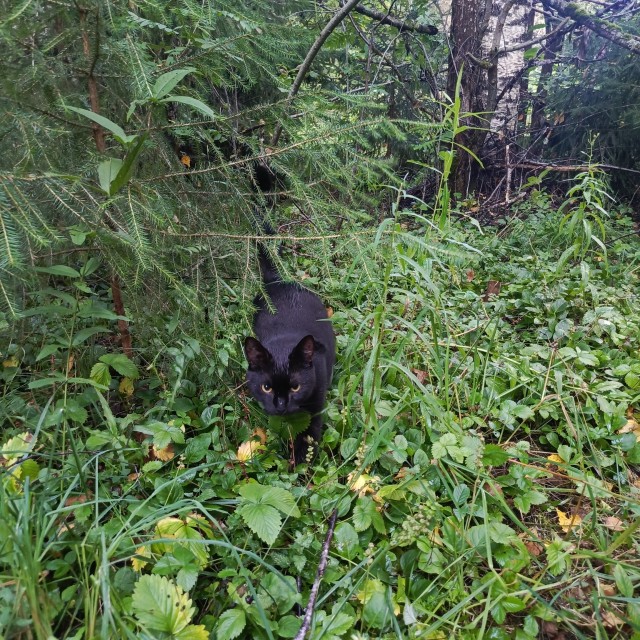 Мы вдвоём с котом