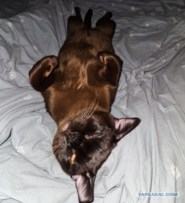 Фотки красивого кота.