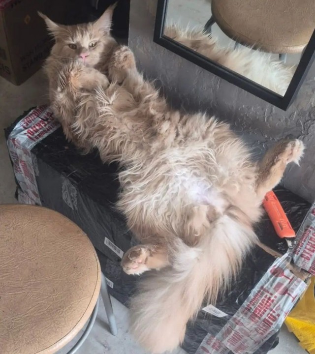 Очередной котовторник