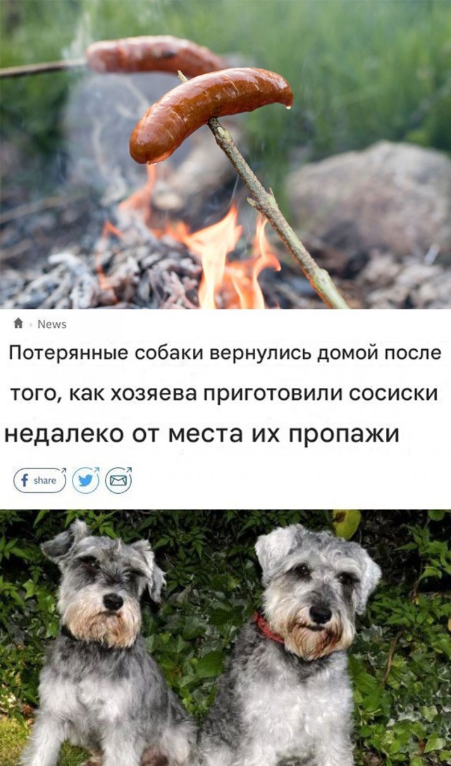 Подборка картинок к собакочетвергу
