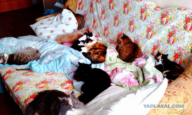 Про спасенных котеек