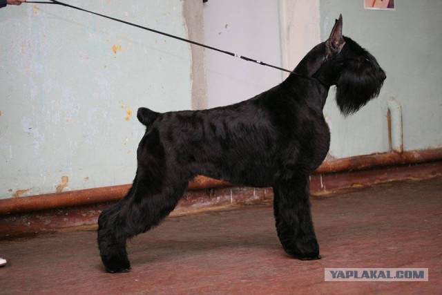 О, my dog