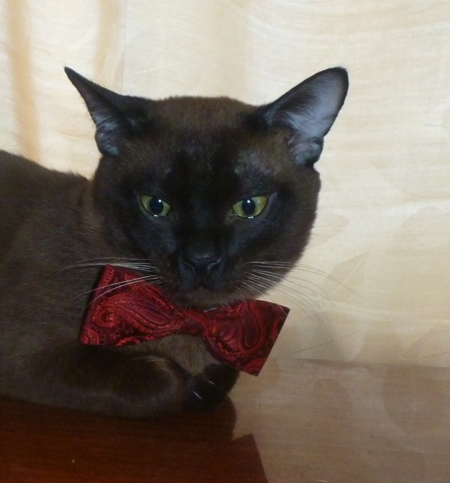 Котовторник  08.04.2014