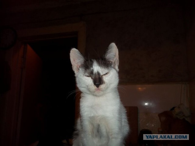 Жизнь домашнего приюта для котеек 34
