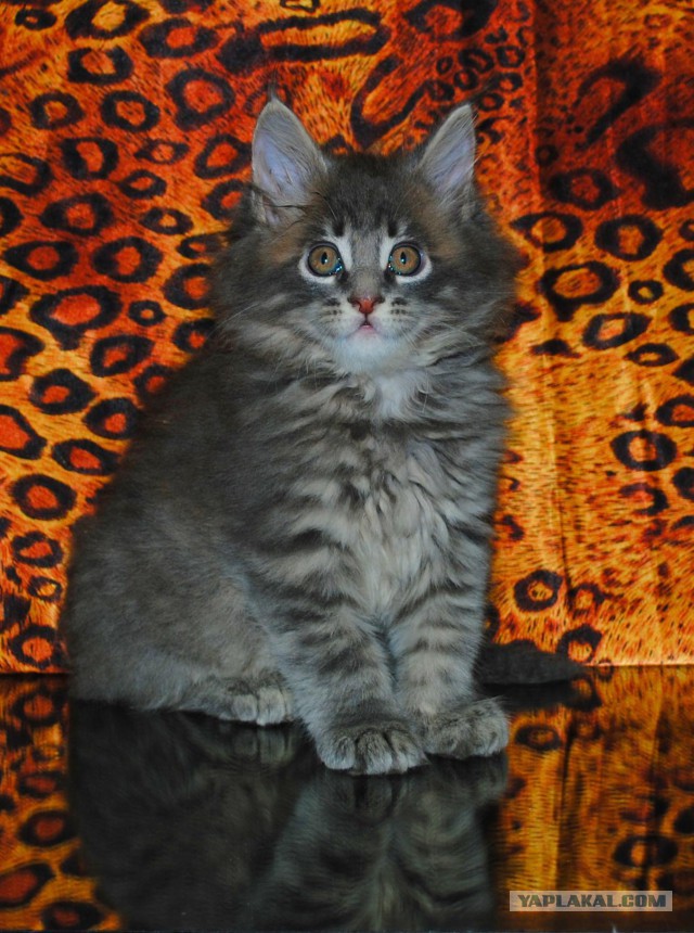 Мои мейн куны