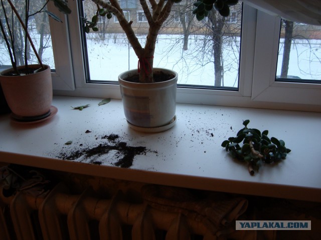 Кошачий Hardcore