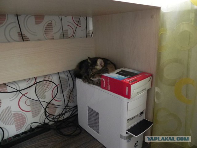 Котовторник 23.12.2014