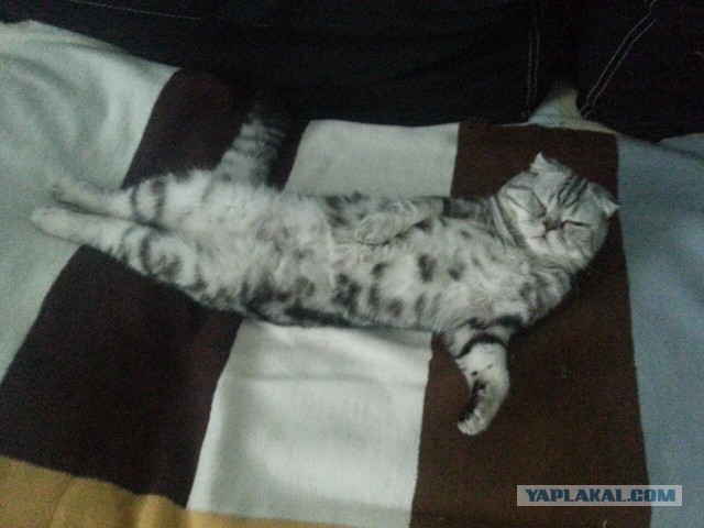 Котовторник 23.12.2014