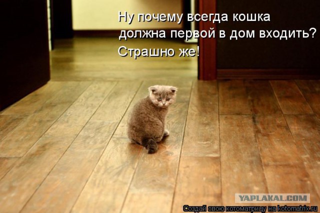 Забавные картинки с котами из сети