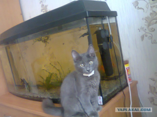 Самые популярные клички кошек и котов