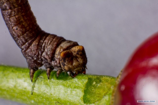 Если выйти во двор с макрообъективом, то...