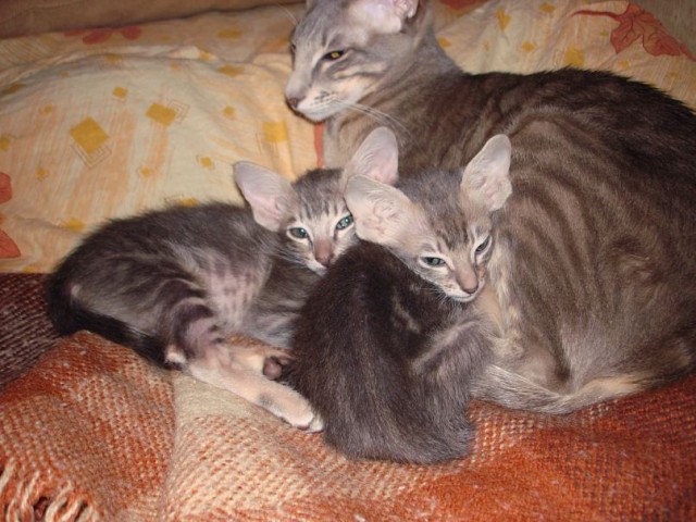Котовторник 16.06.2015., Котовторник наступил!