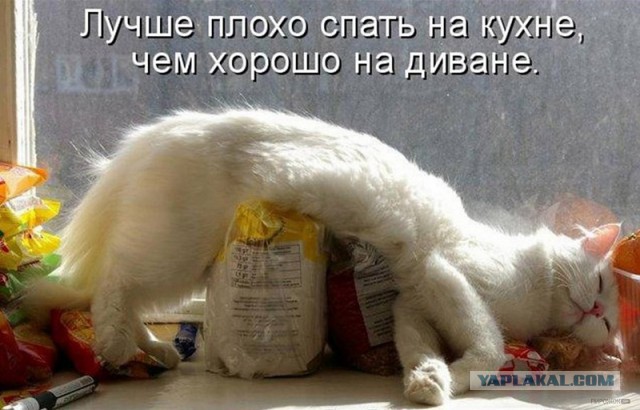 Как спят кошки....