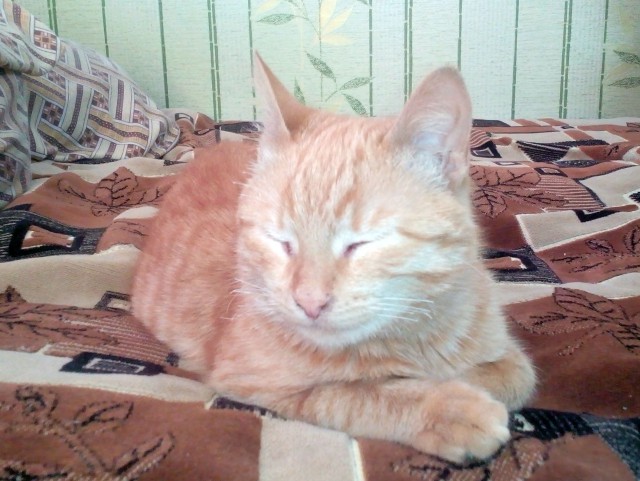Котовторник 03.11.2015
