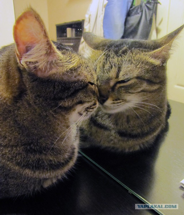 Котовторник  10.11.2015