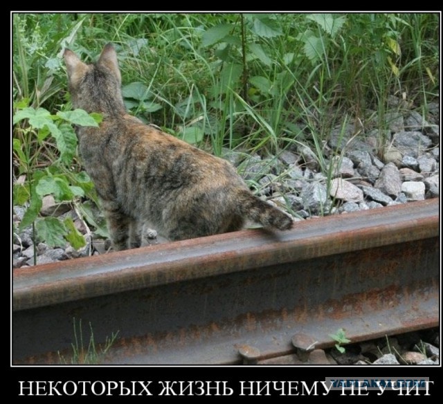Жертвы государственной политики или собственного идиотизма?