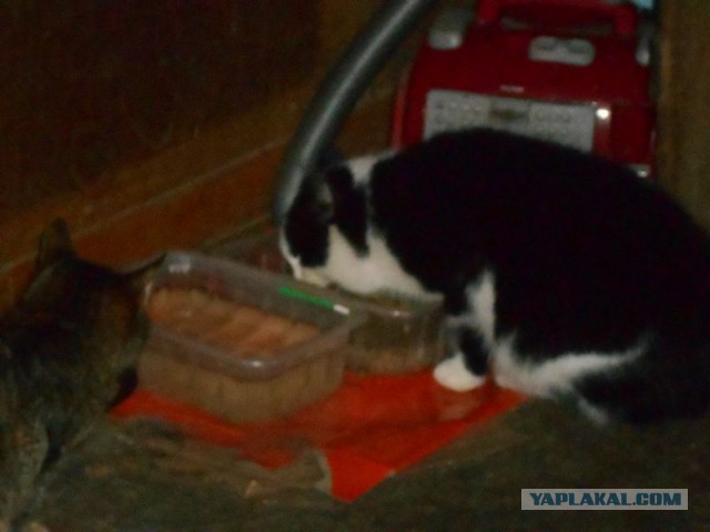 Жизнь домашнего приюта для котеек 99