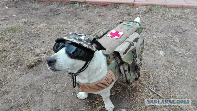 Страшно красивые терьеры