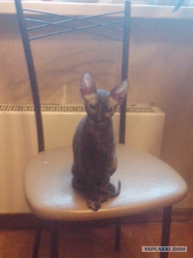 Котовторник 12.07.2016