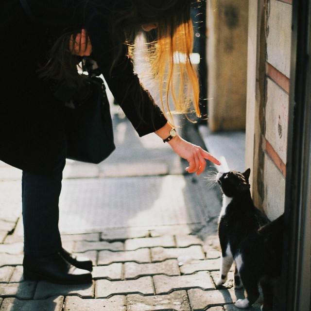 Коты из сети