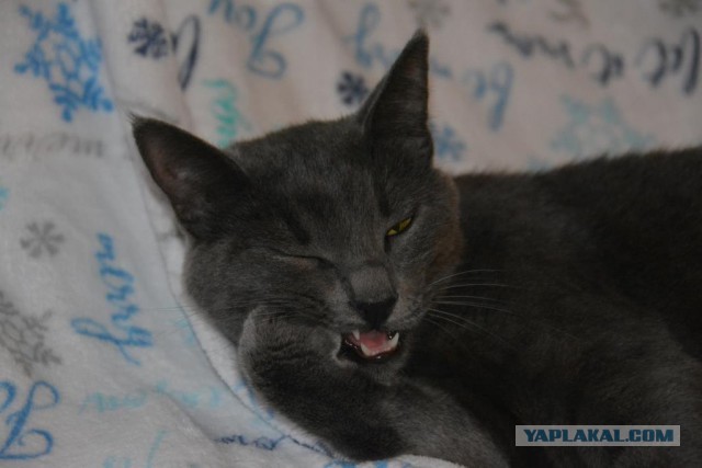 Котовторник 27.12.2016