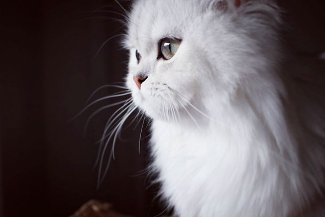 Коты и Кошки