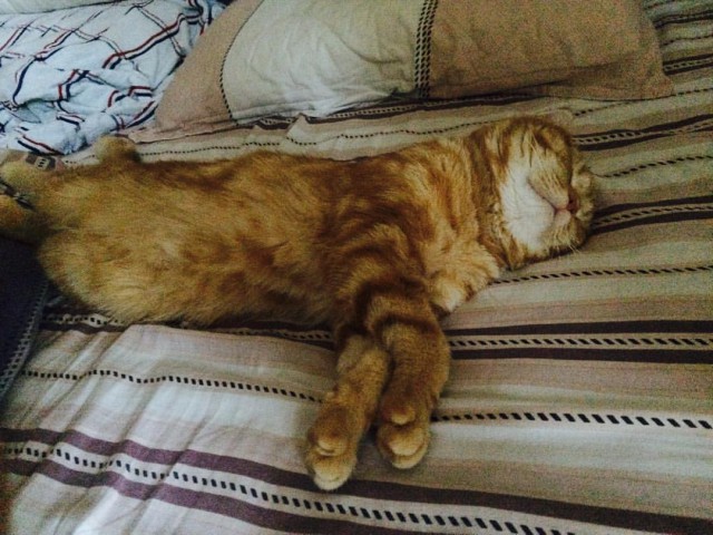 Коты и Кошки