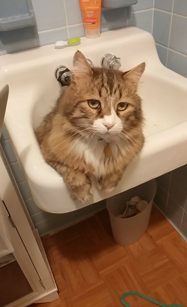 Коты и Кошки