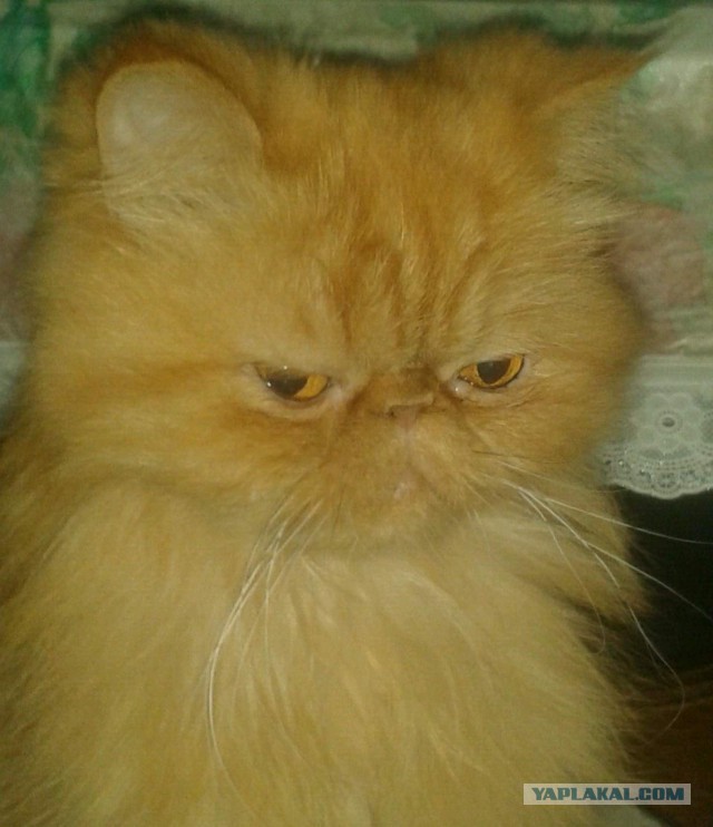 Сегодня ночью умер наш кот...