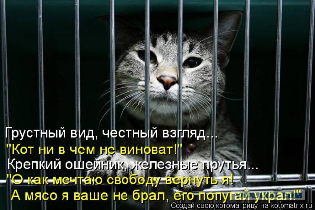 Лысый кот в умелых руках