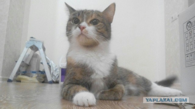 Котовторник 29.08.2017