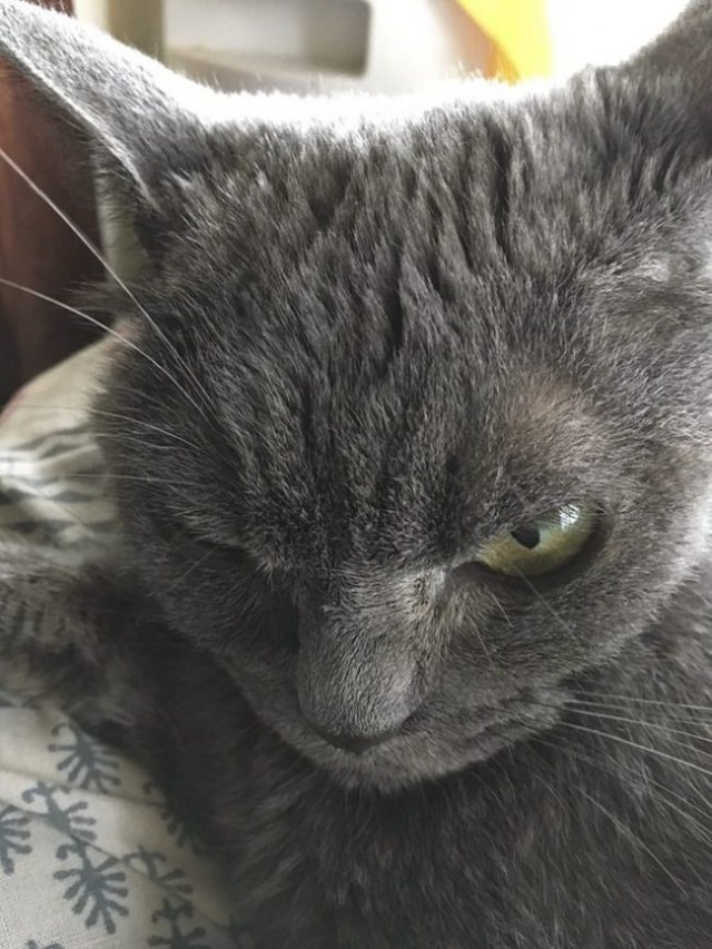 Коты и Кошки