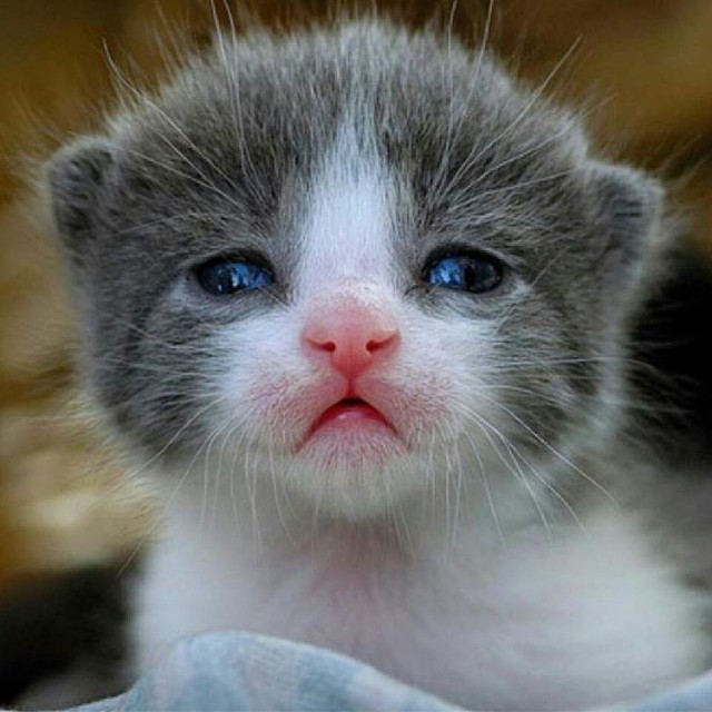 Коты и Кошки