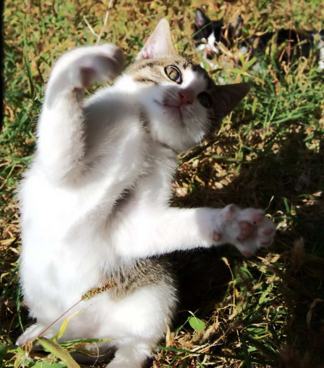 Коты и Кошки