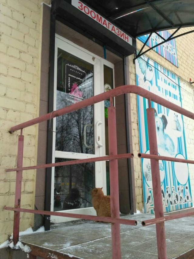 Прикольных котов пост