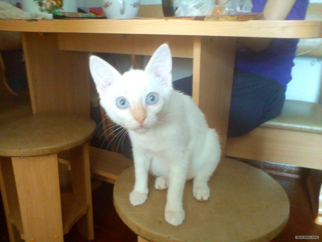 Перетяжка дверей салона своими руками