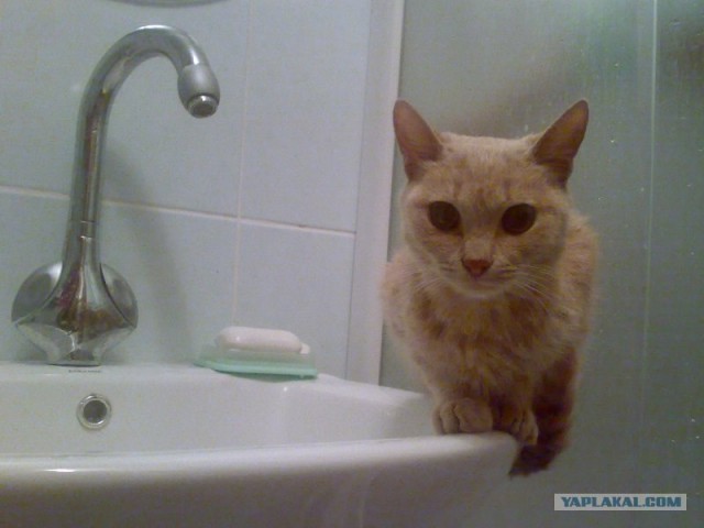 Ура, котовторник! (01.07.2008)