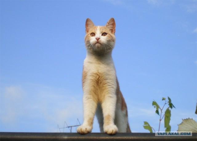 Котовторник на ЯПлакалъ