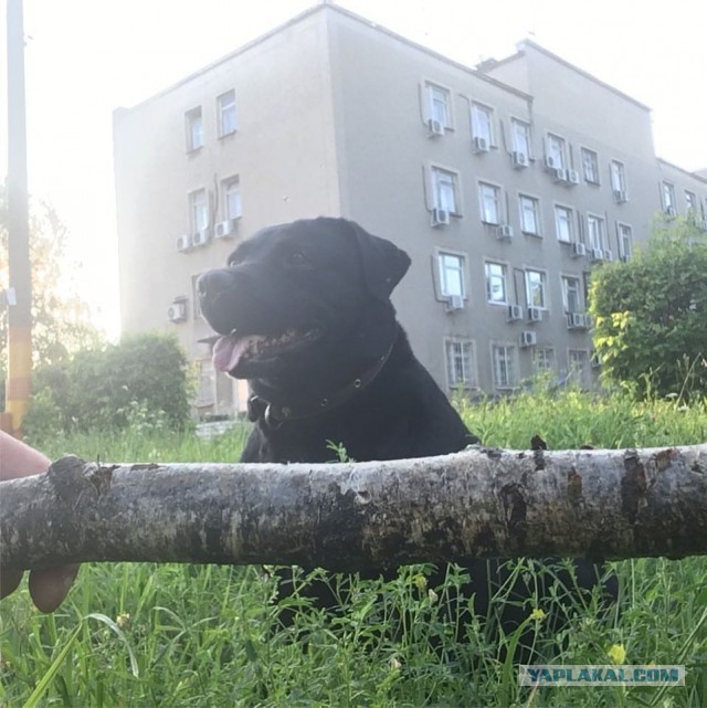 Собаки во всей красе