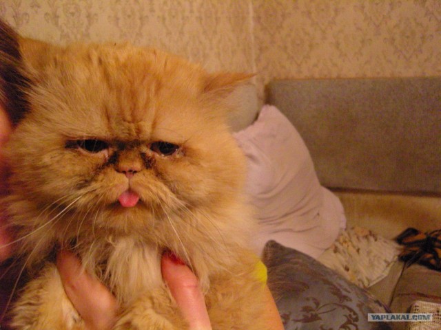 Котовторник Вместе