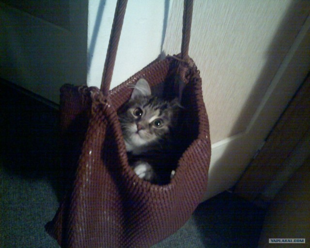 Ура, котовторник!