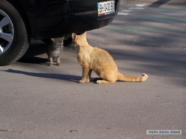Ну что, котовторник?