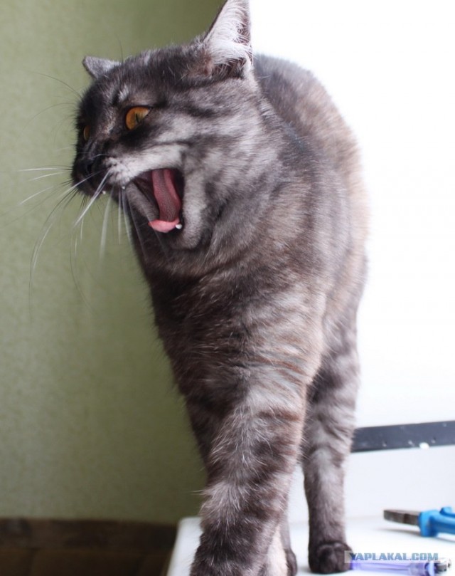 Котовторник на 29 июня