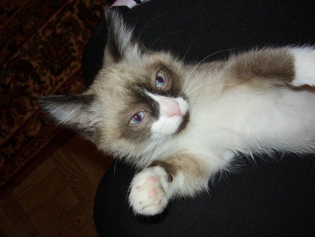 Котовторник 15.02.2011